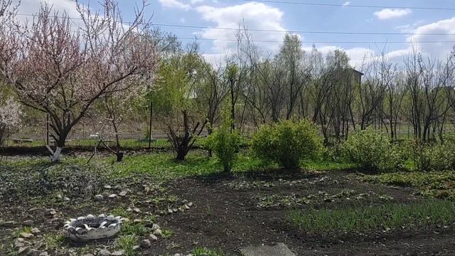 Дачный участок в апреле 🏡 Весенние хлопоты 🌞🌱#сад #?