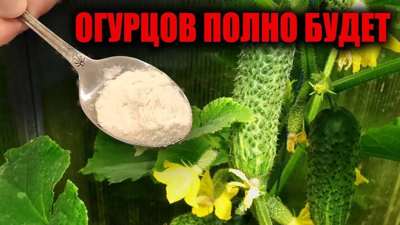 ВСЕГО ОДНА ЛОЖКА в ИЮНЕ под Огурцы и огурцов БУДЕТ ЗАВАЛИСЬ!