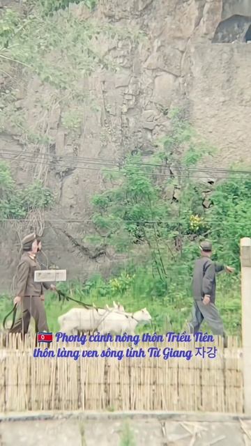 🇰🇵 DPRK Chagang province rural daily life🌲