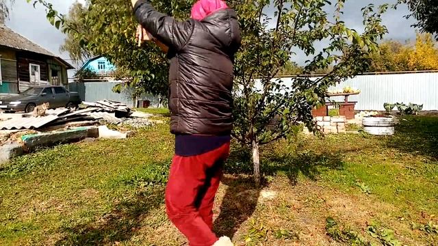 Осенняя Обрезка🌳АЛЫЧИ на ЗИМУ👍👍👍.   6 октября 2023г?