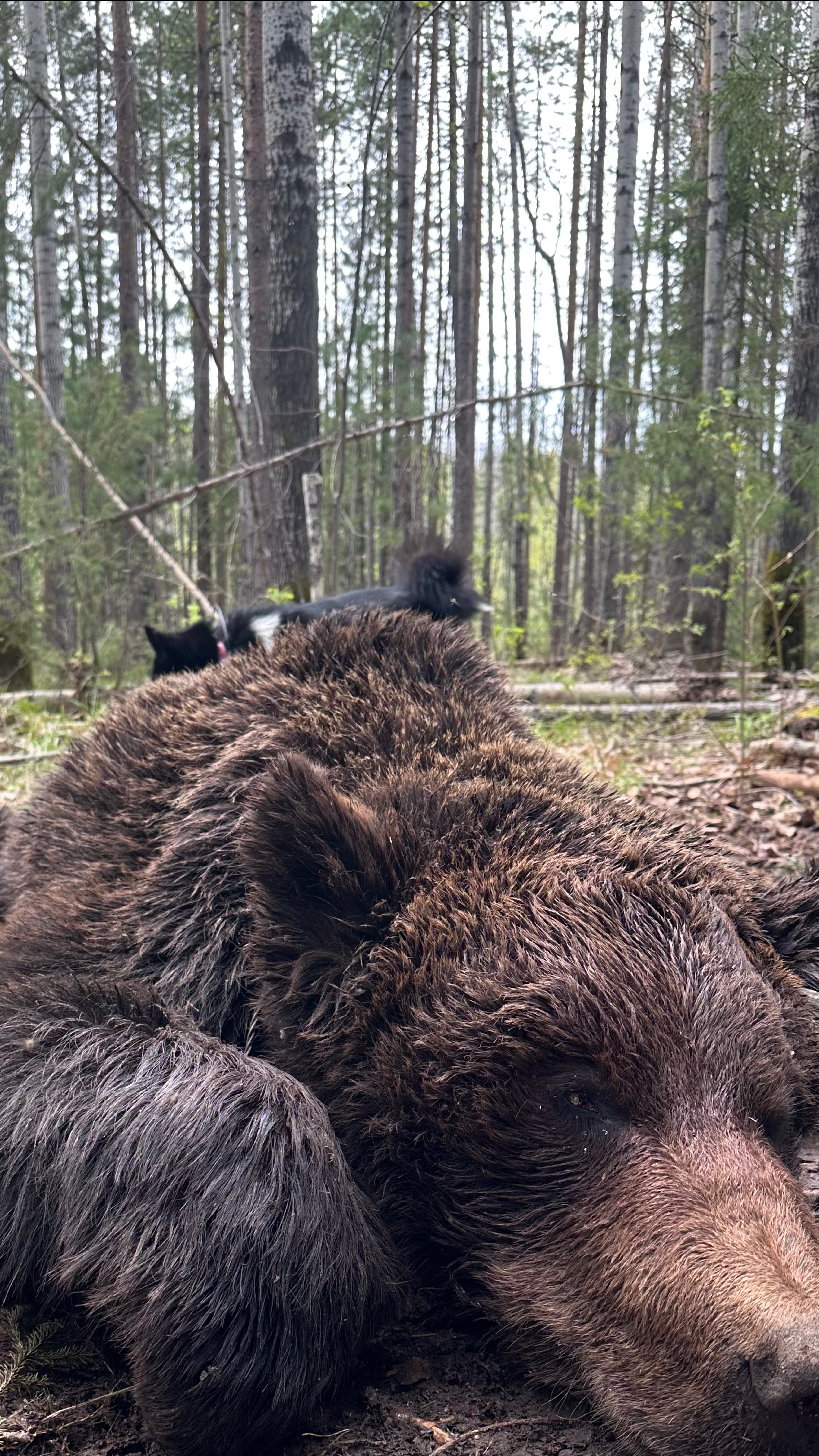 Охота на медведя🐻Рел ушли в поиск