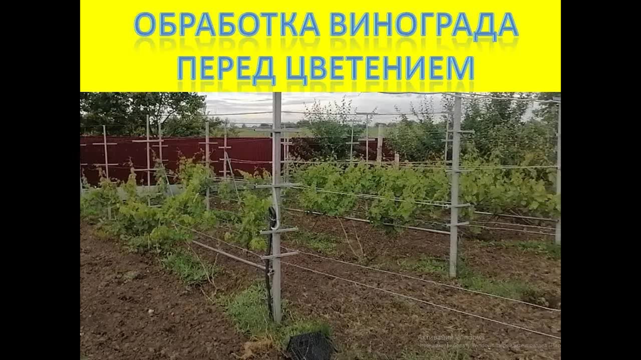 Обязательная обработка винограда перед цветением. Профилактика грибковых заболеваний