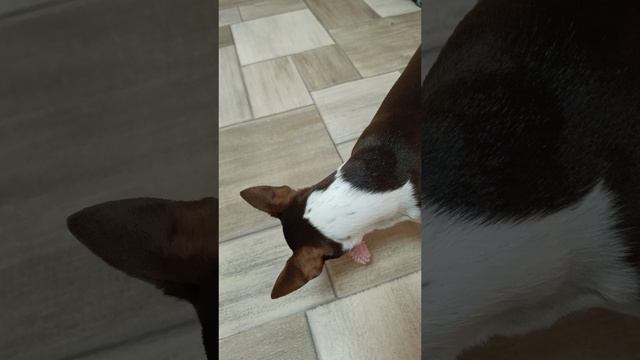 Собачка играет