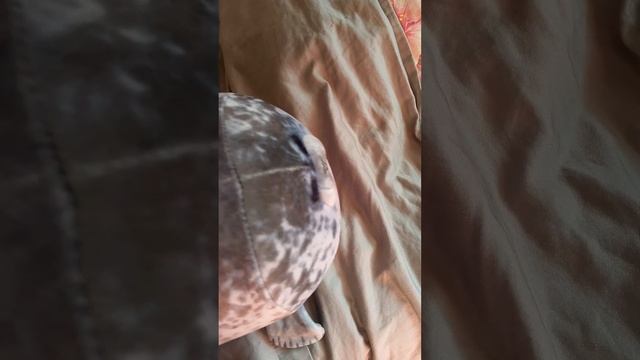 это был сон??