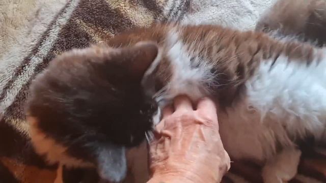 Июльская жара и проблемная крыша
