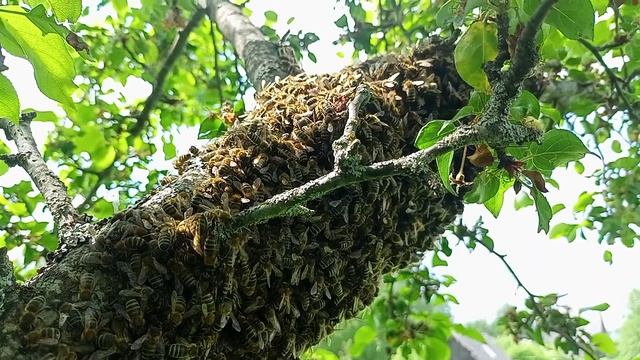 Когда приходиться залезать на яблоню, но не за яблоками?