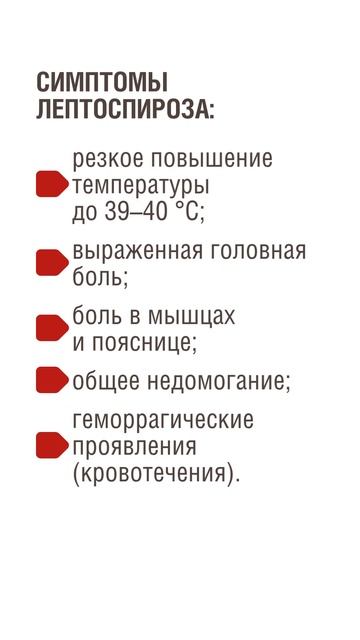 Лептоспироз – чем опасен