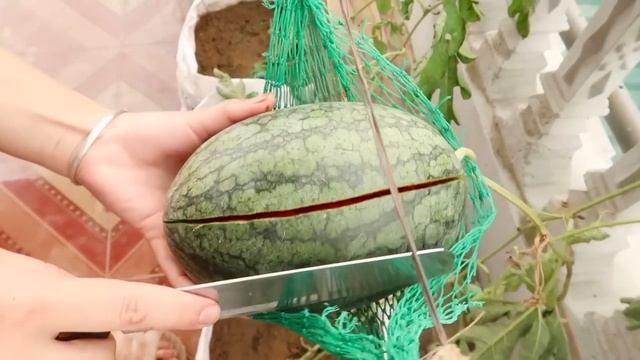 Лучшие способы выращивания арбузов