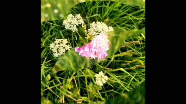 Цветы, природа, июнь, лето и прекрасные мелодии.Люблю июнь💚💜💕💛☀️🌺.mp4