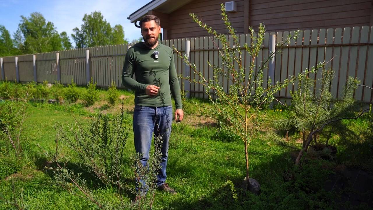 Ивы: разновидности и уход