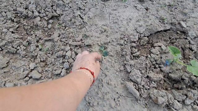 На огороде/Новости о маме