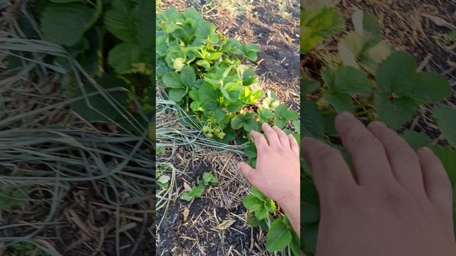 Кусты клубники позднего срока созревания, это первогодка, сорт Кристина!