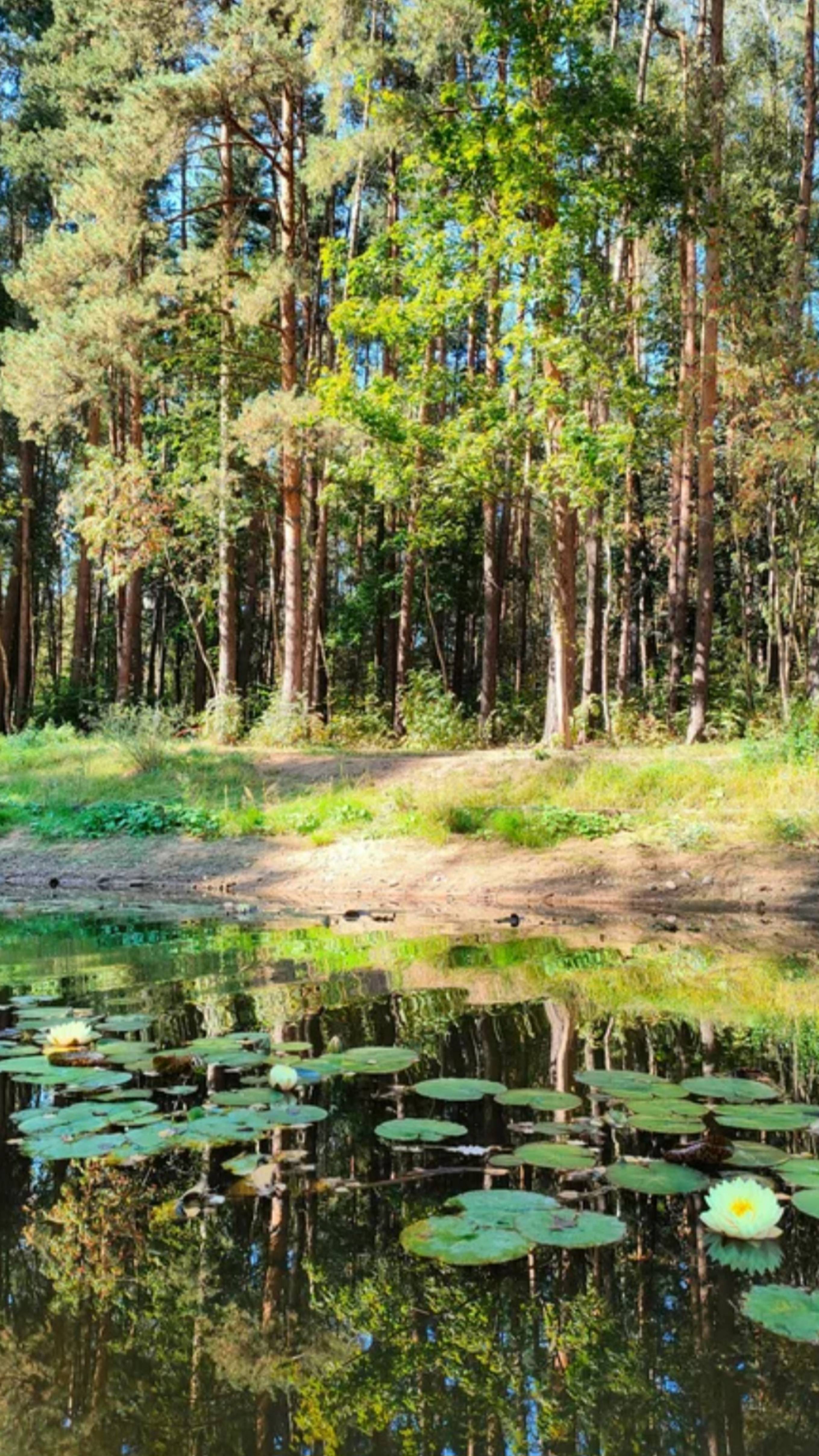 Вешки Парк, Ближние дачи❤️🌳🌞🇷🇺 #москва #парк #россия