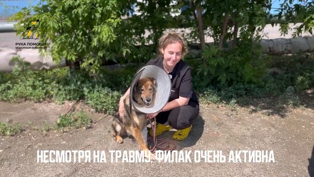 Продолжаем лечение перелома у Филак. Поддержать⬇️
