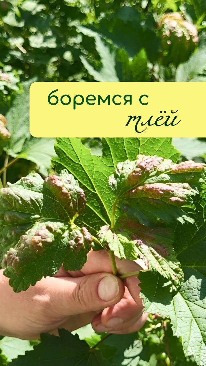 Боремся с ТЛЁЙ