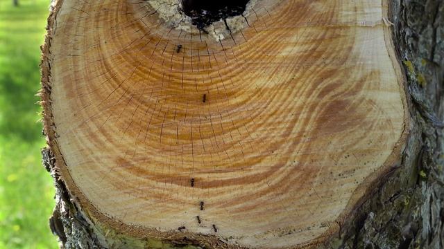 Наблюдение за муравейником в спиленном дереве.
