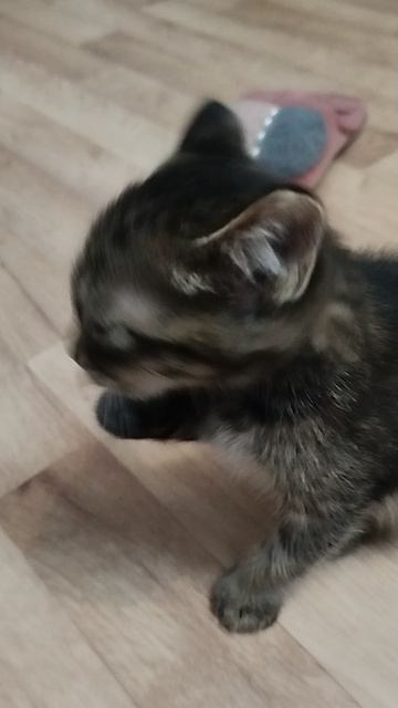 мой котик барсик🥰🥰😍😍😍