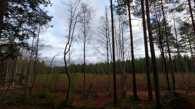 Северный холодный ветер осенью. Мрачный лес на фоне. Шум ветра. Лесная идиллия.