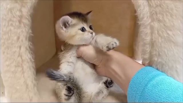 1000003729.mp4