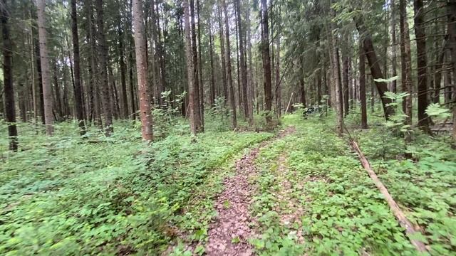 Вроде лес, а тропы как в парке DenBan4