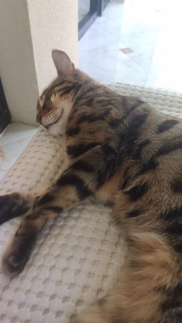 кошка