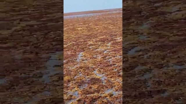 С мая Карибское море поразил рекордный всплеск численности саргассовых водорослей