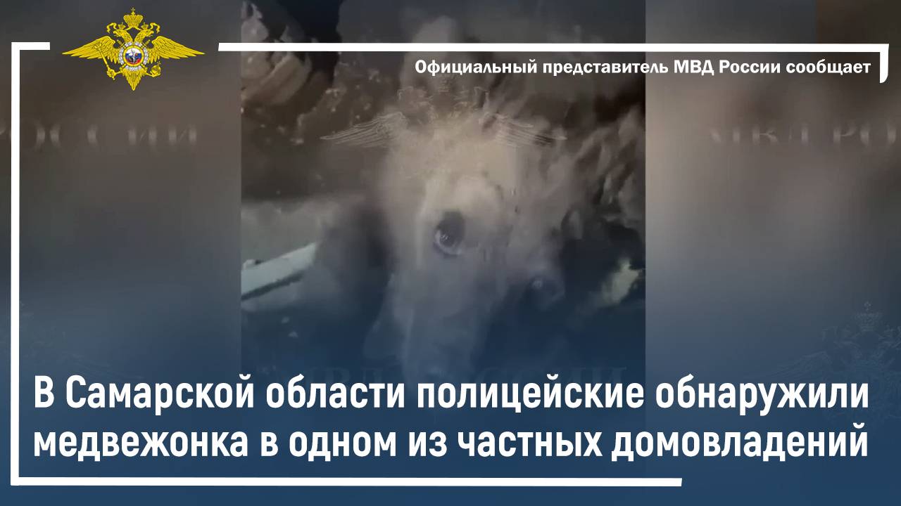 В Самарской области полицейские обнаружили медвежонка в одном из частных домовладений