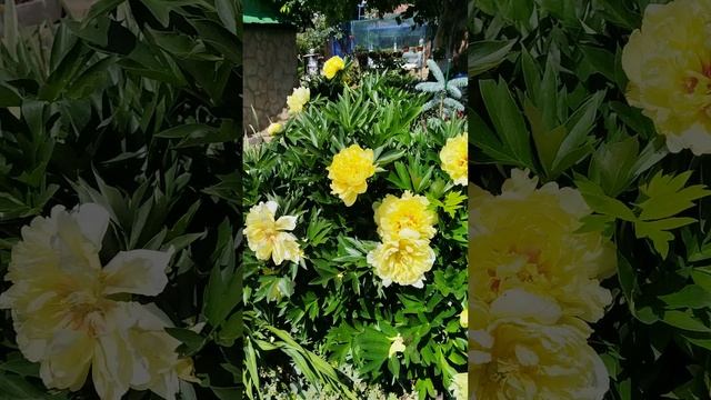 VID_20250606_115648.mp4