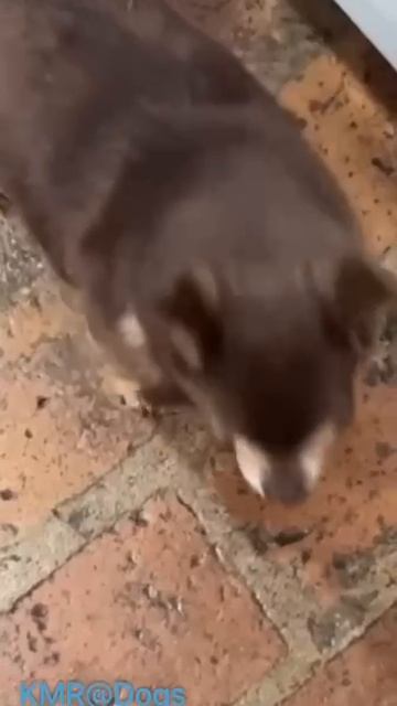 Собачка с французскими усиками🥸😂