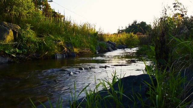 Лесной ручей на закате. Красоты природы России на видео.