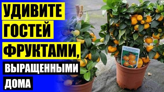 ☑ Как формировать лимонное дерево