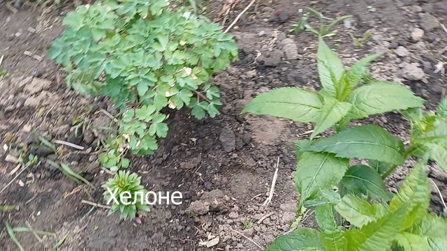 Мои майские цветочки  2025 г