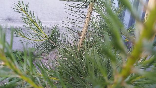 VID_20250606_070102.mp4