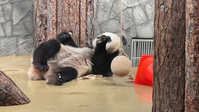 🐼 Панда Катюша демонстрирует свою мастерскую йогу с поеданием ростков в разных позах.