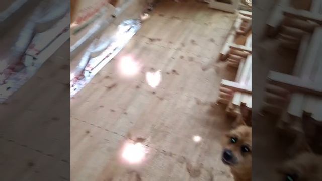 1000025677.mp4 (Собака наблюдает за созданием плоскости каркаса для крепления эмитации бруса)