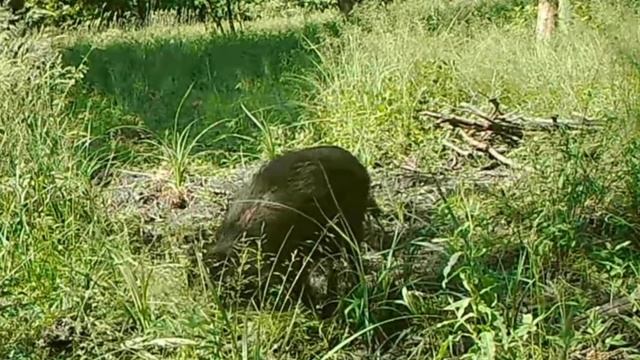 Видео фотоловушки