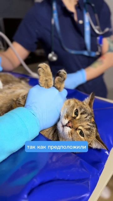 Подброшенная в клинику кошка