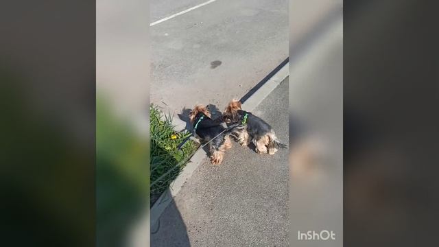 И даже покупались в луже