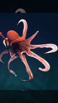 Кальмар адский вампир