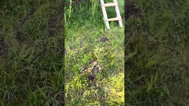 Обзор участка. Что успела посадить в прошлом году.