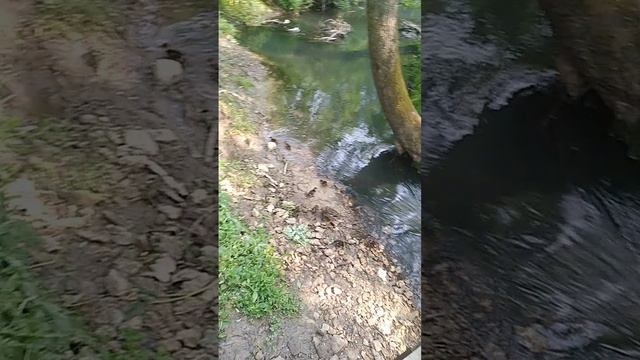 ПРИШЛИ В 🌳 ЛЕС, А ТАМ ОНИ...