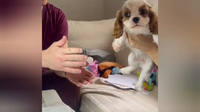 📞+7 921 352-11-13 Щенки 🐶🧿 Кавалер Кинг Чарльз спаниель ✍️ Дария Миллер