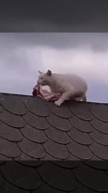 Фиг вам, а не шашлычок🤣