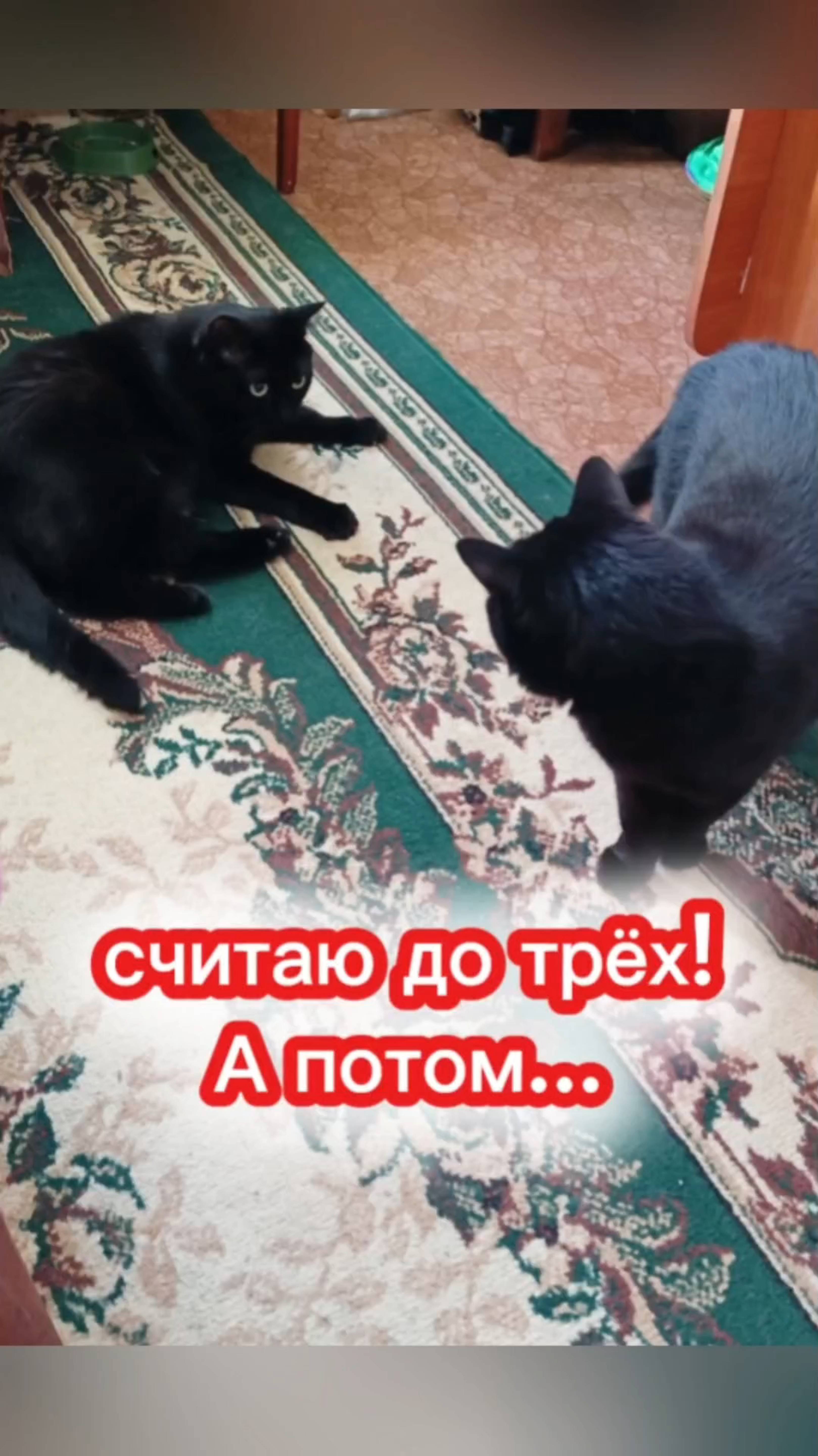 Считаю до трёх! А потом... 🤣