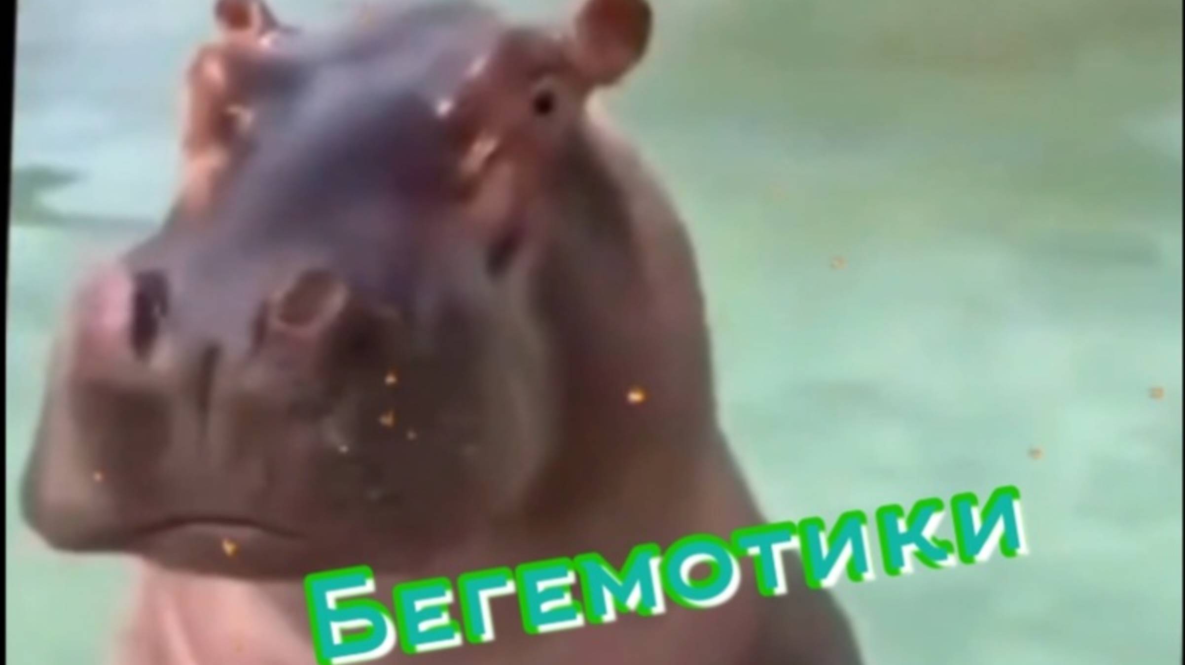 Вот так ротики! Бегемотики  проглотики.