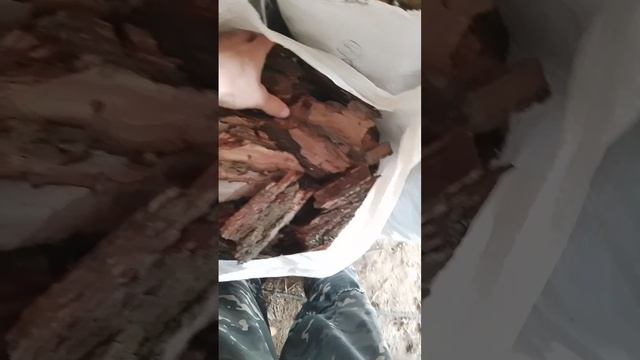 кора сосны.mp4