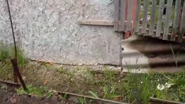 Деревенская жизнь с коровой и маленьким огородом.