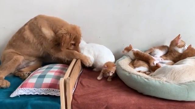 Кошка позволяет золотистому ретриверу, кролику и щенку заботиться о котятах (2025 год)