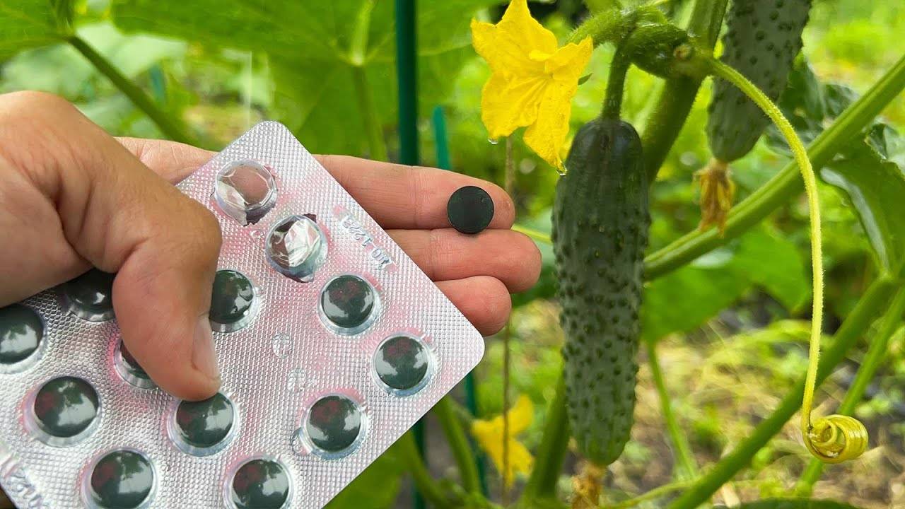 Положил 1 таблетку под каждый куст в июне — и огурцы не останавливаются ни на день!