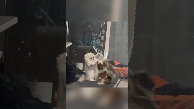 Котики
